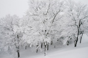 photo05 ̎X