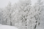 photo06 ̎X