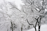 photo08 ̎X