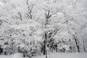 photo10 ̎X