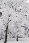 photo11 ̎X
