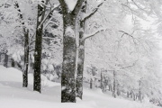 photo12 ̎X
