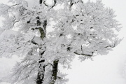 photo13 ̎X