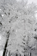 photo16 ̎X