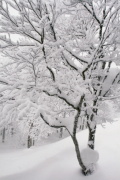 photo17 ̎X