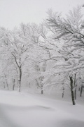photo18 ̎X