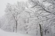 photo19 ̎X