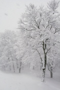 photo20 ̎X